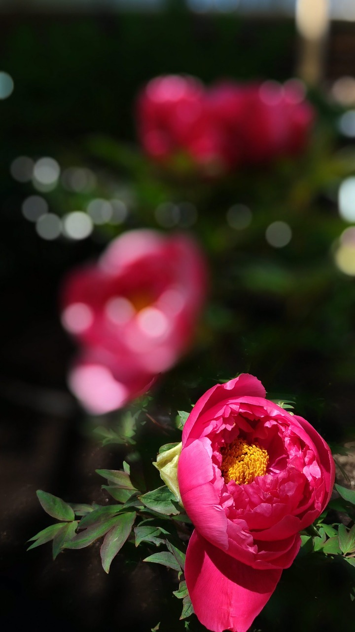 peony  red flowers  in the early summer free photo