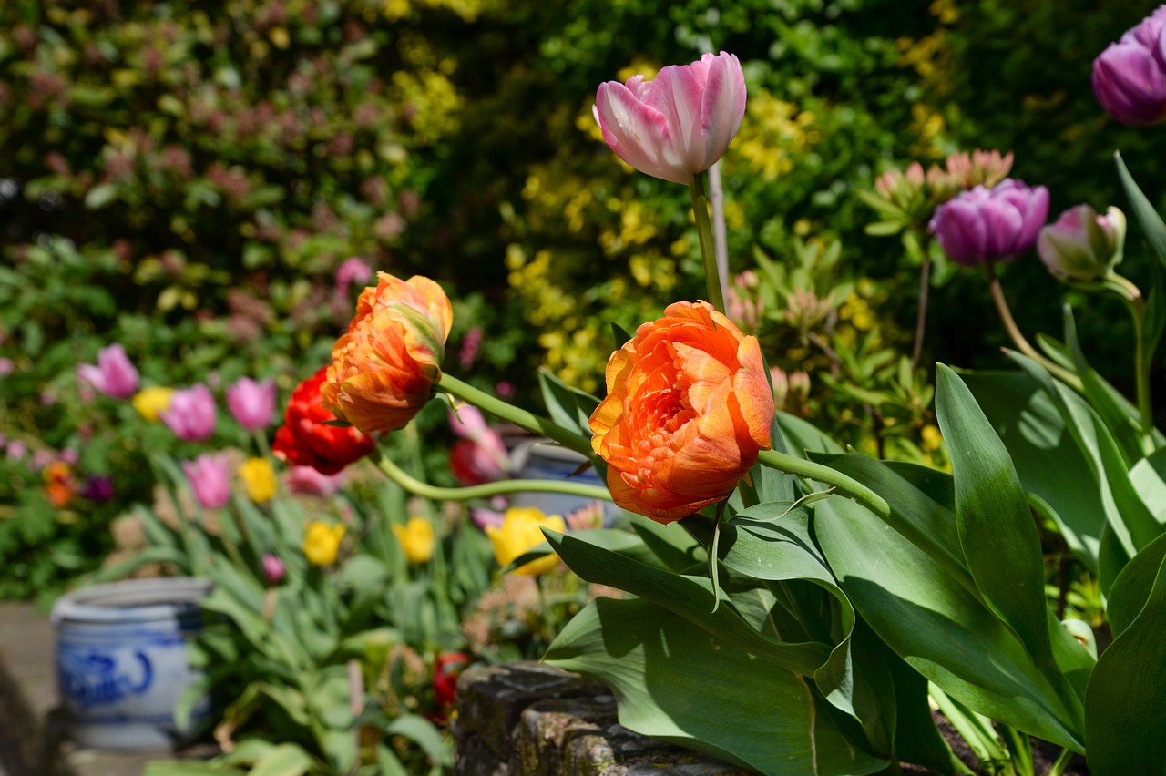 peony  rose  flower free photo