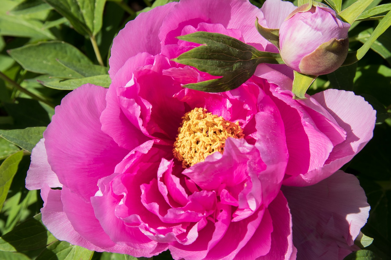 peony  plant  blossom free photo