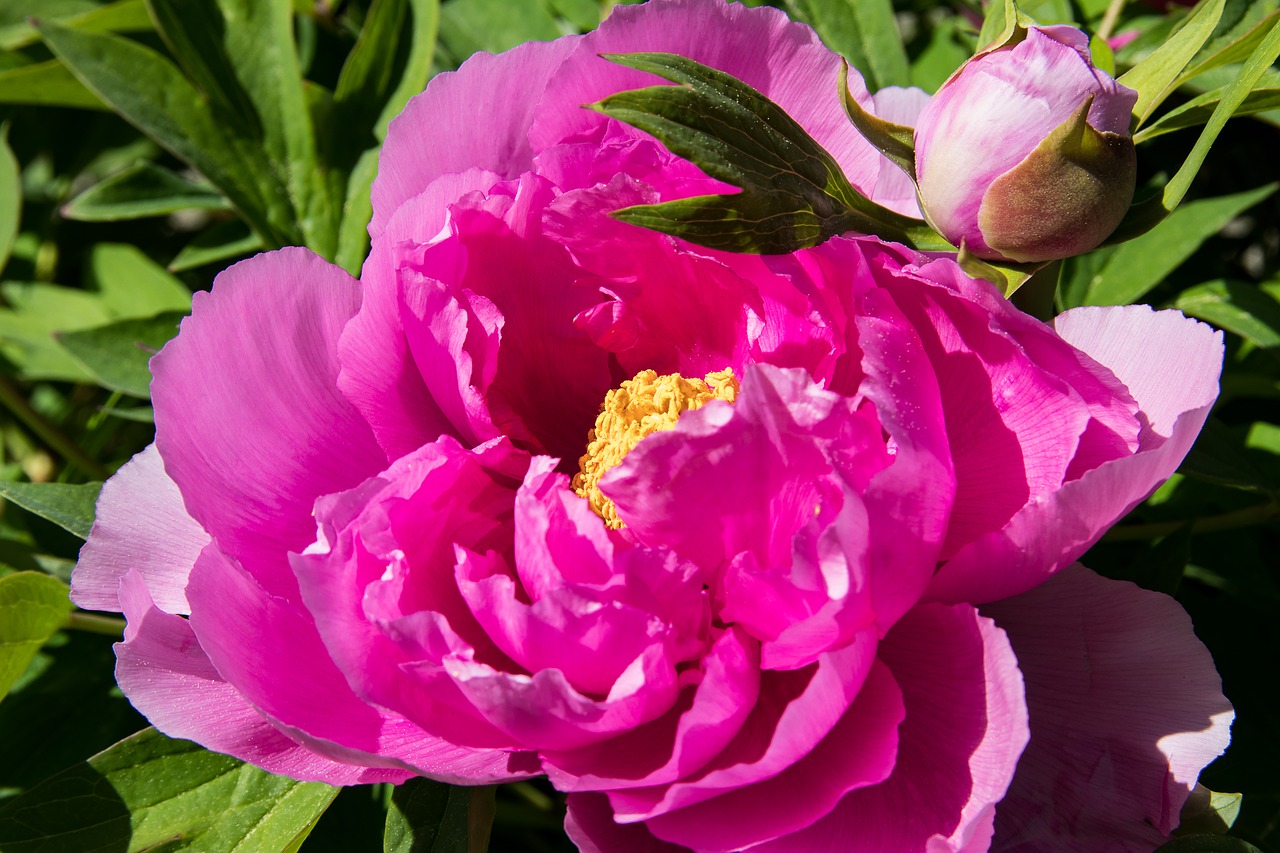 peony  plant  blossom free photo