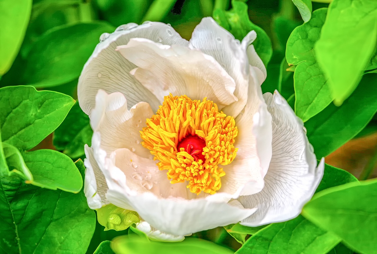 peony  paeoniaceae  blossom free photo