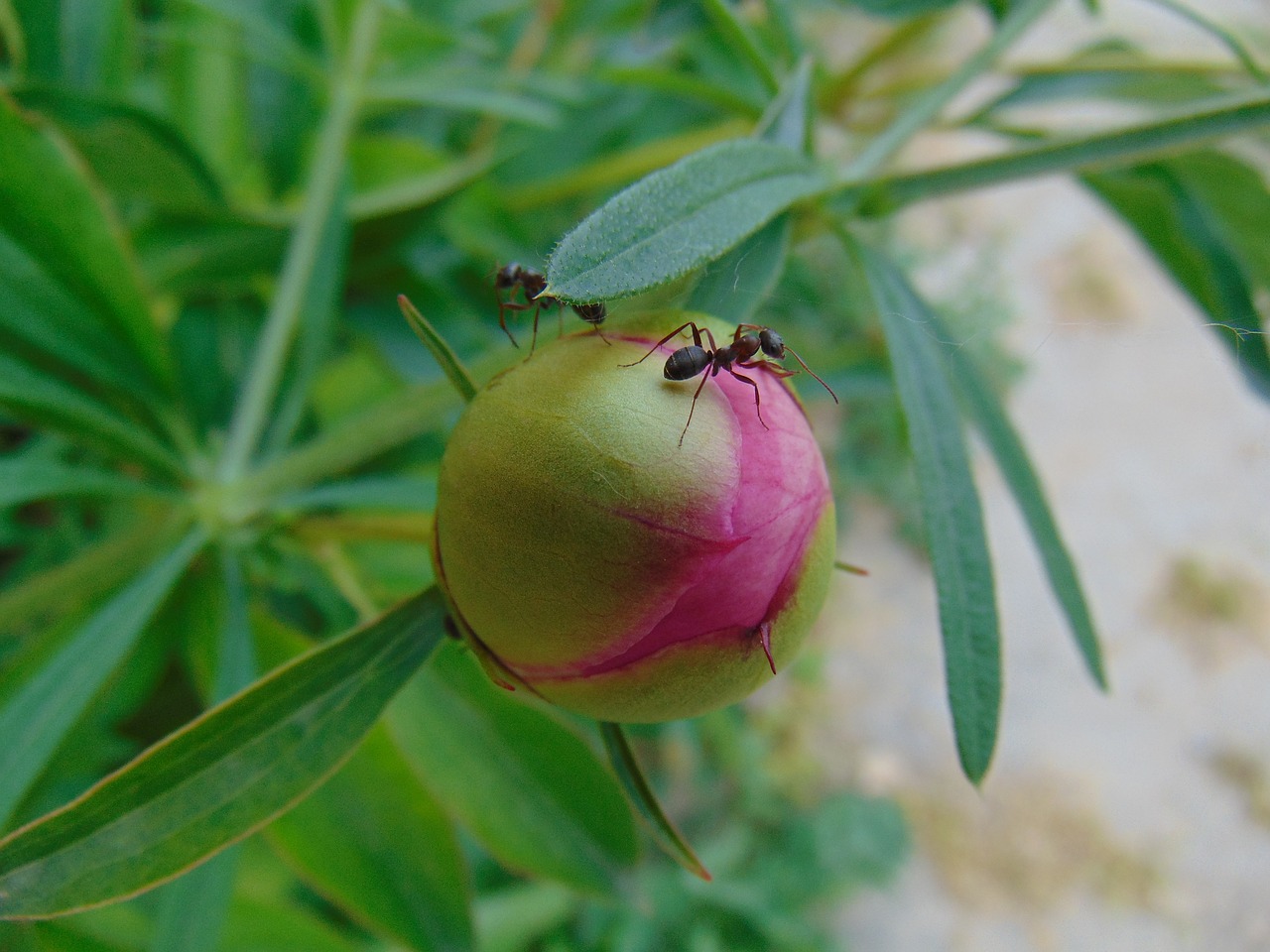 peony  nature  plant free photo