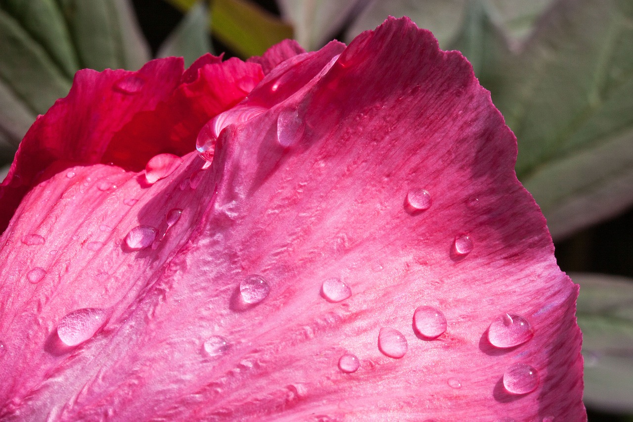 peony flower nature free photo