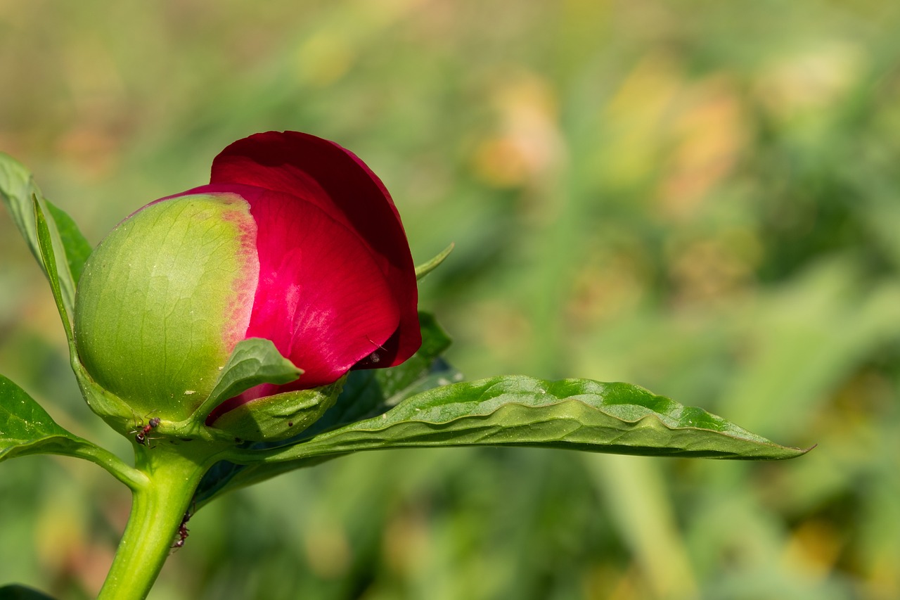 peony  flower  nature free photo