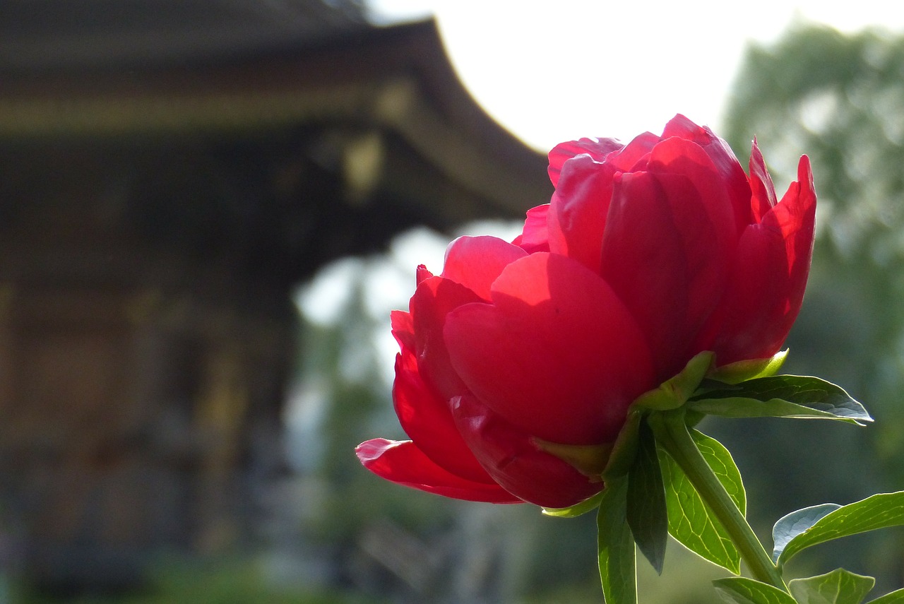 peony flowers spring free photo