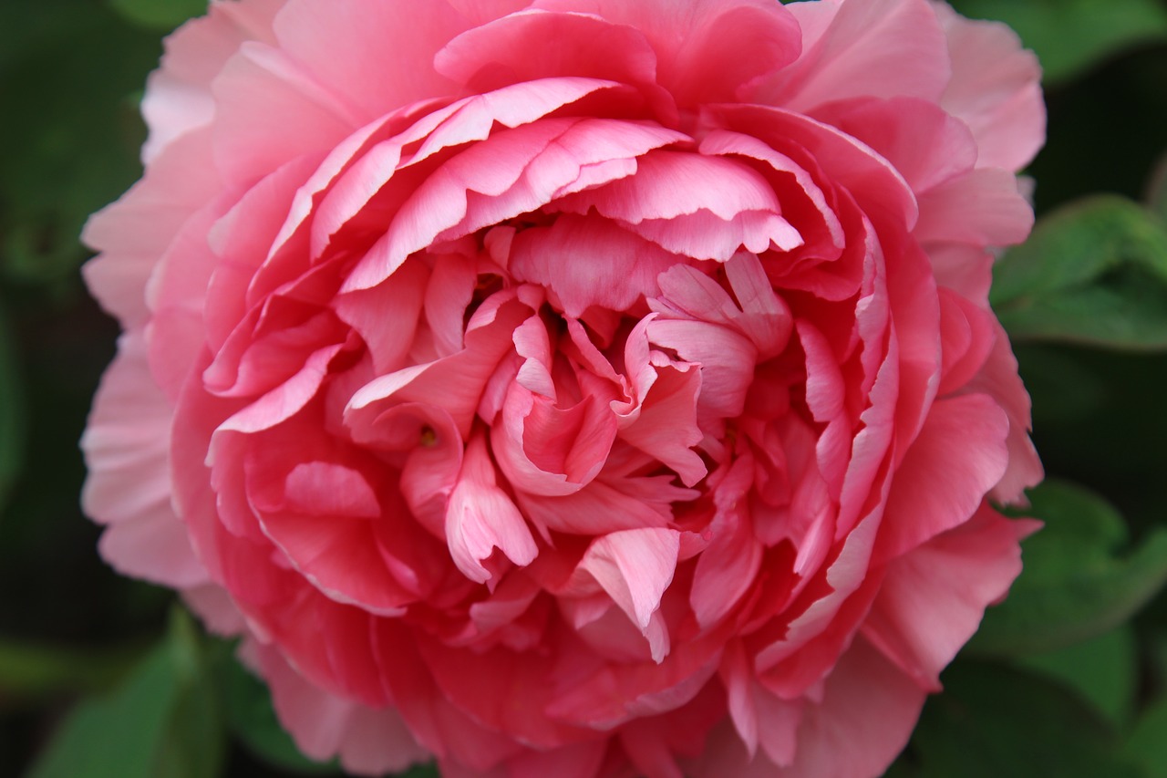 peony  flower  bloom free photo