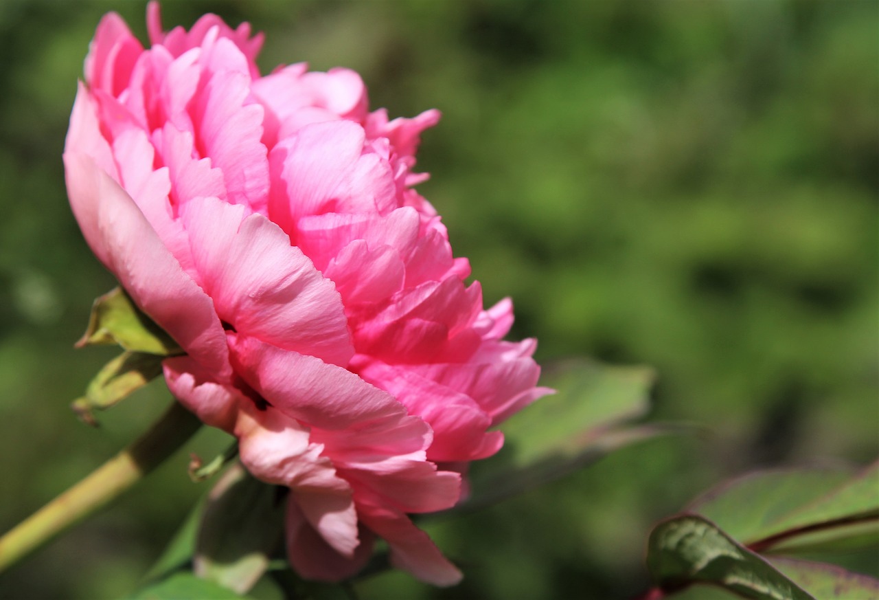 peony  flower  bloom free photo