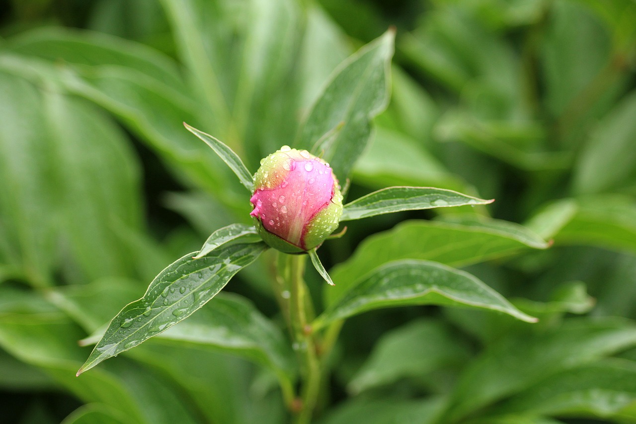 peony  bud  boost free photo