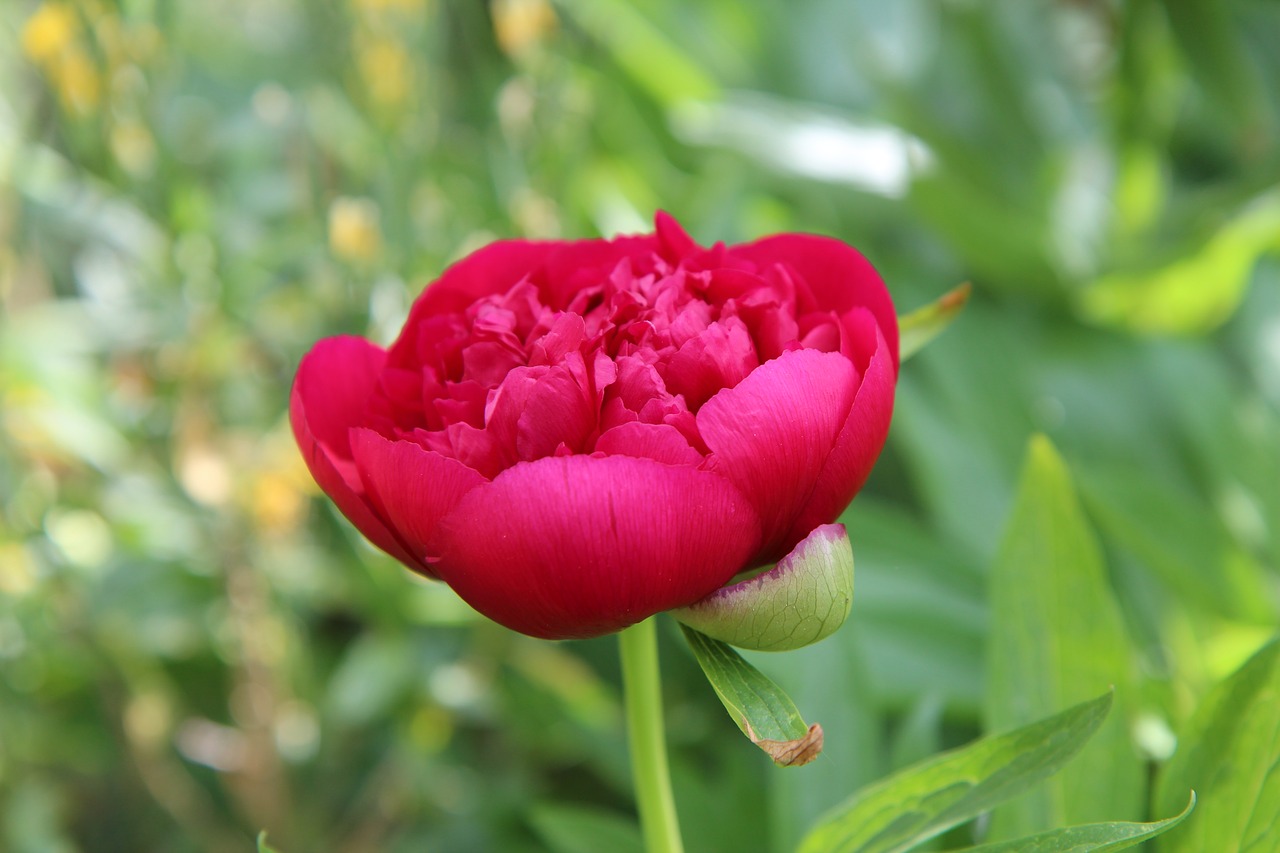 peony  peony red  spring-flowering free photo