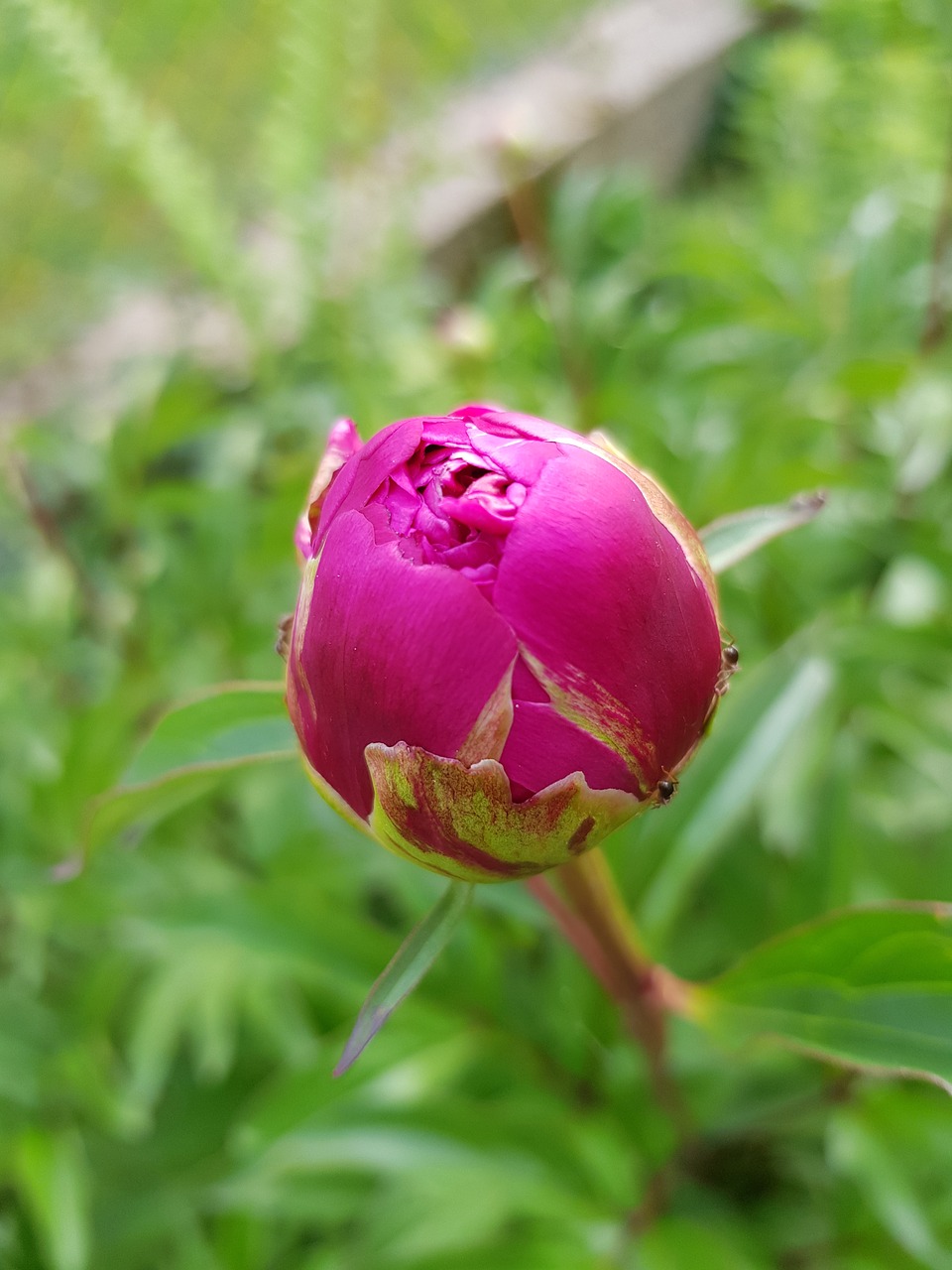 peony  grass  green free photo