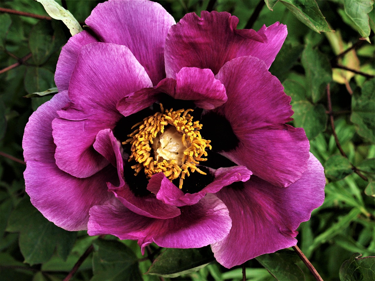 peony  flower  bloom free photo