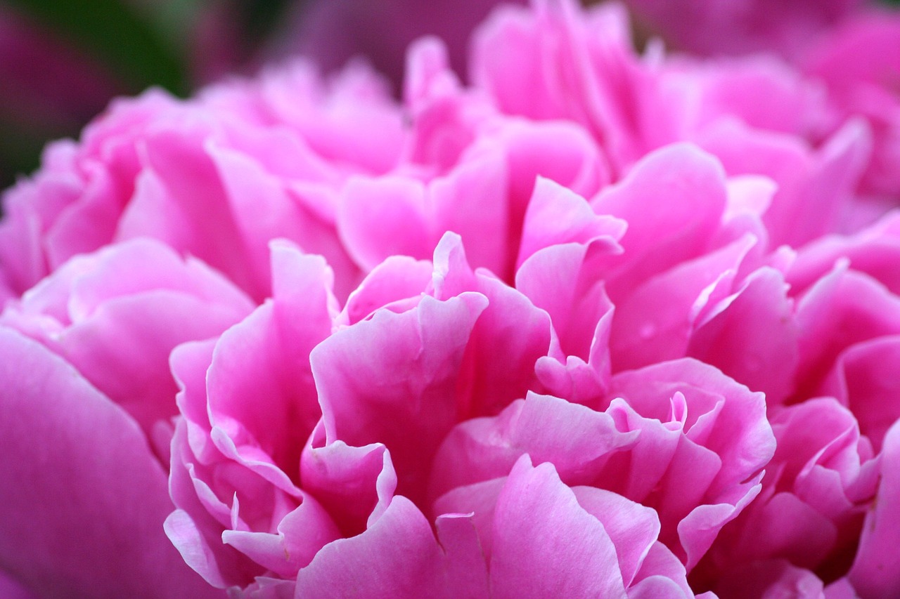 peony  flower  pink free photo