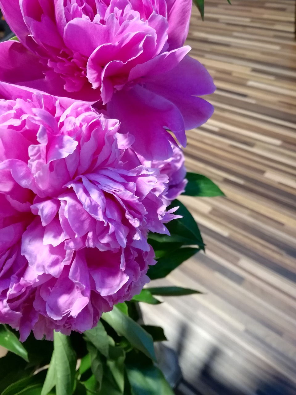 peony  pink  blossom free photo