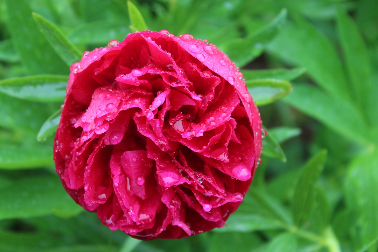 peony  flower  blossom free photo