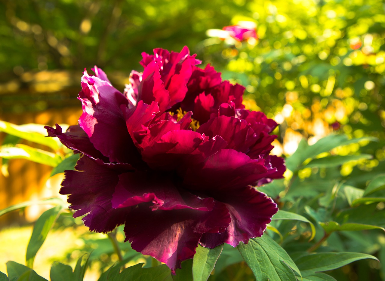 peony  burgundy  flowers free photo