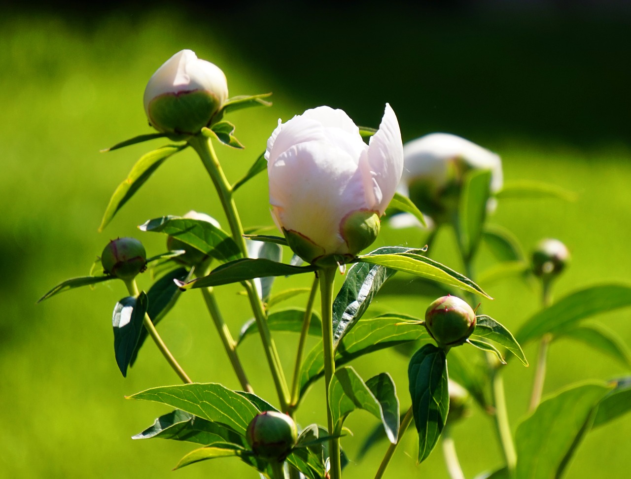 peony  flower  blossom free photo