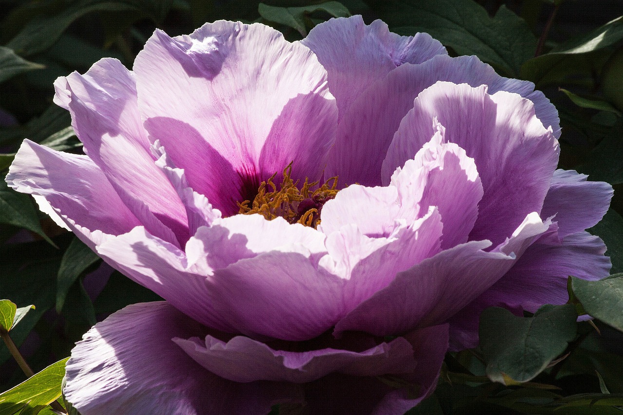 peony flower nature free photo