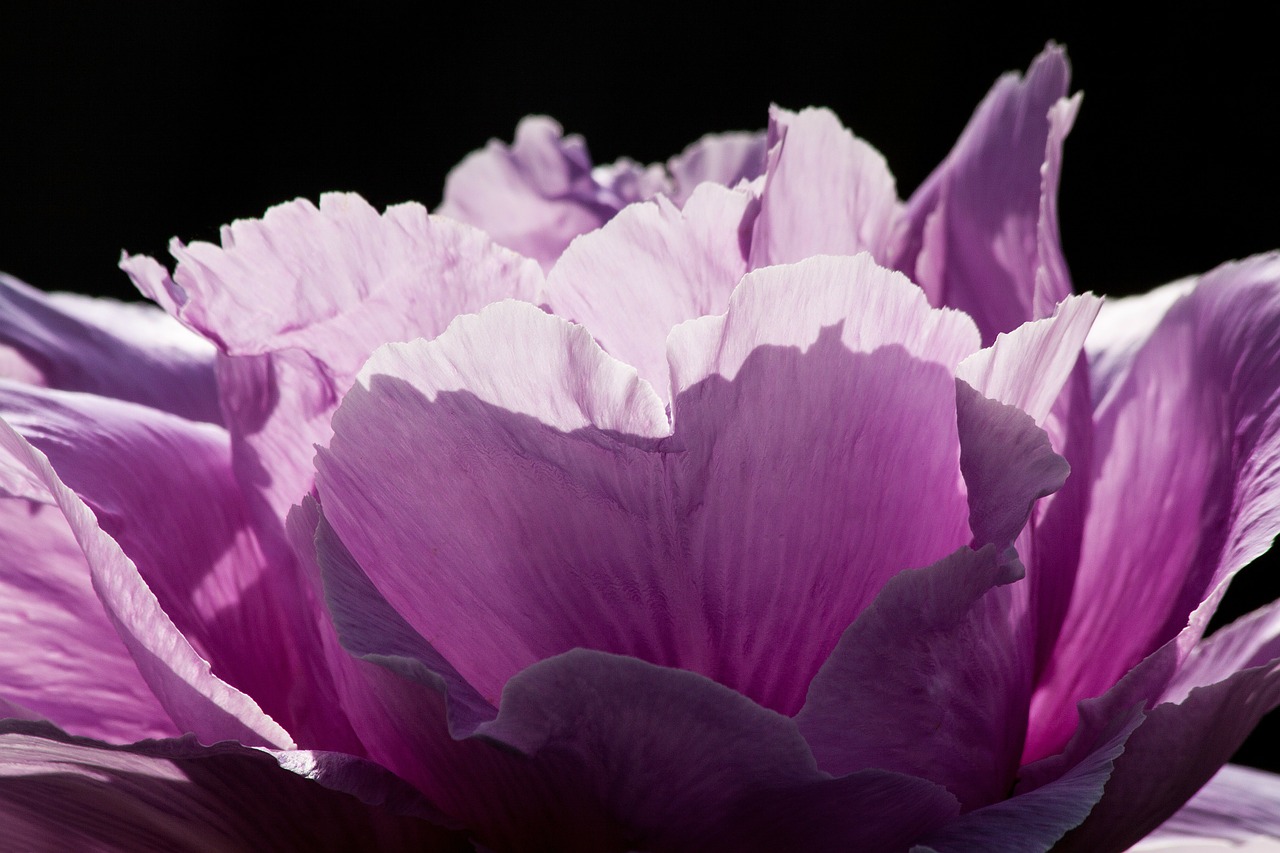 peony flower nature free photo