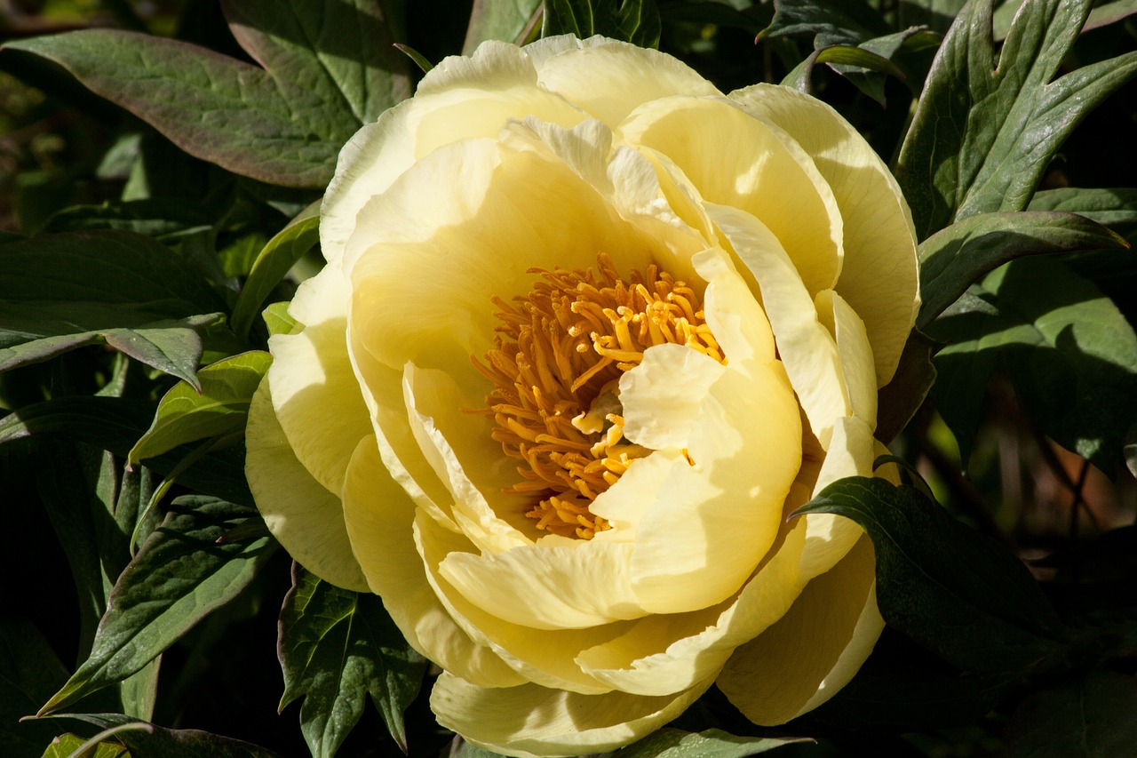 peony flower nature free photo