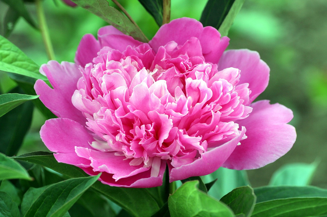 peony  flower  pink free photo