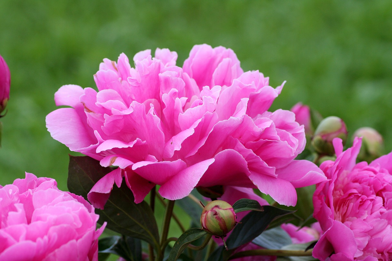 peony  pink  perfume free photo