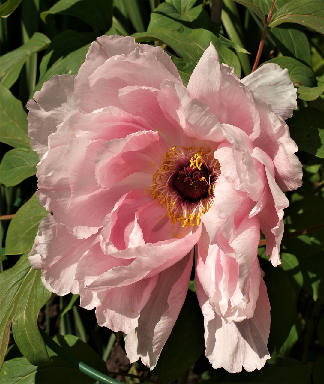 peony  flower  petals free photo