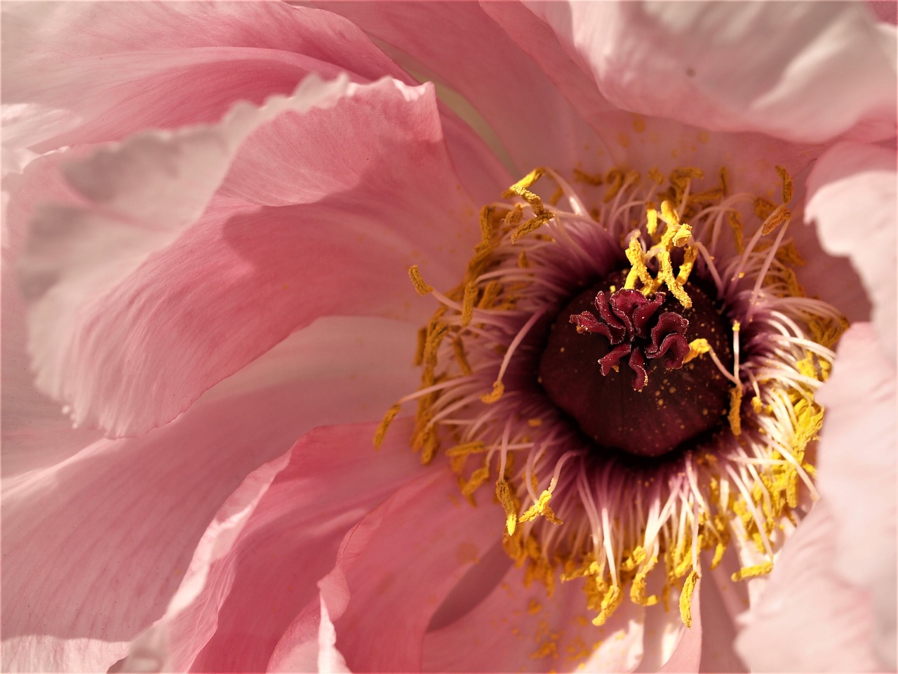 peony  flower  petals free photo