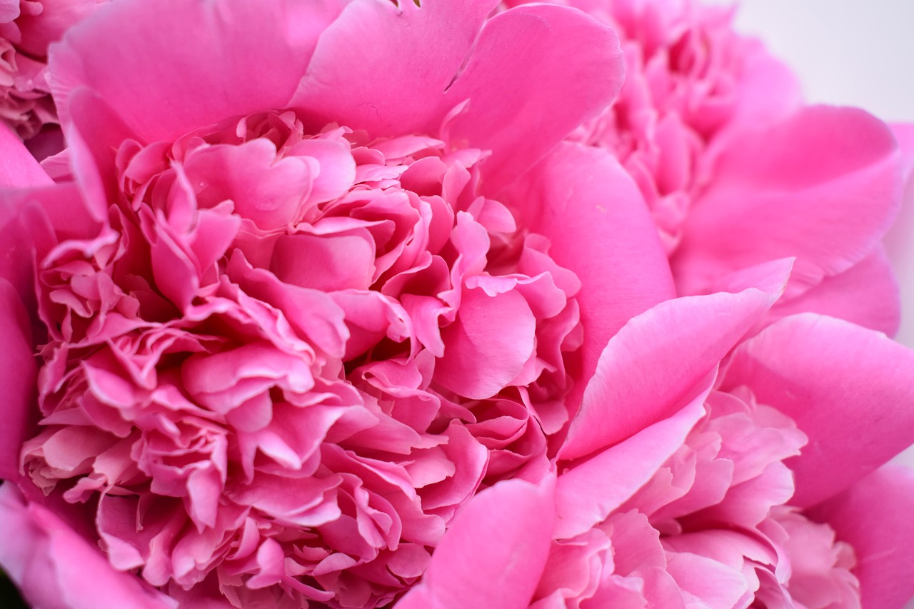 peony  bud  gentle free photo