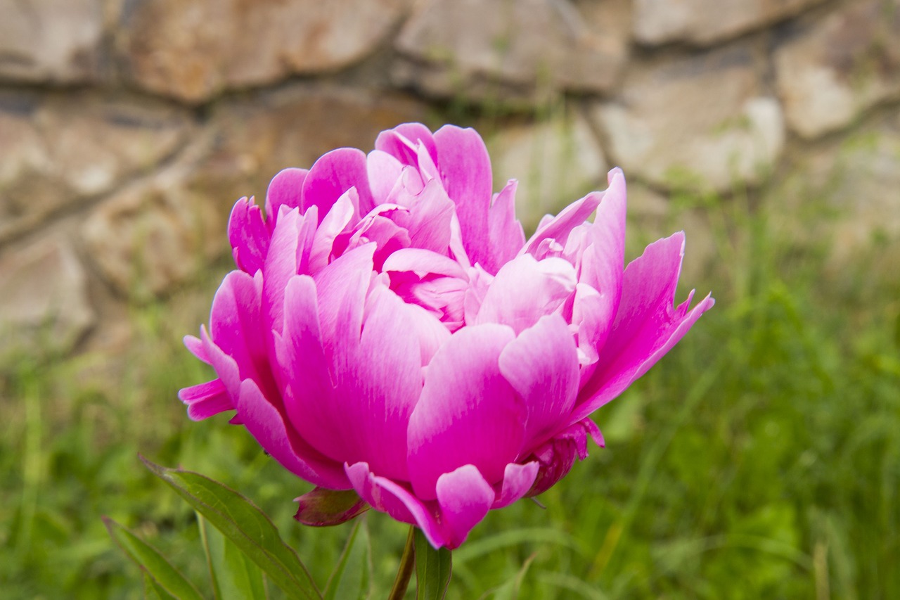 peony  peonies  summer free photo