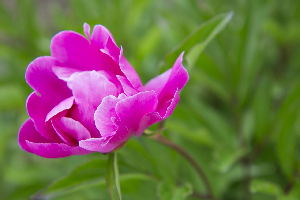 peony  flower  summer free photo