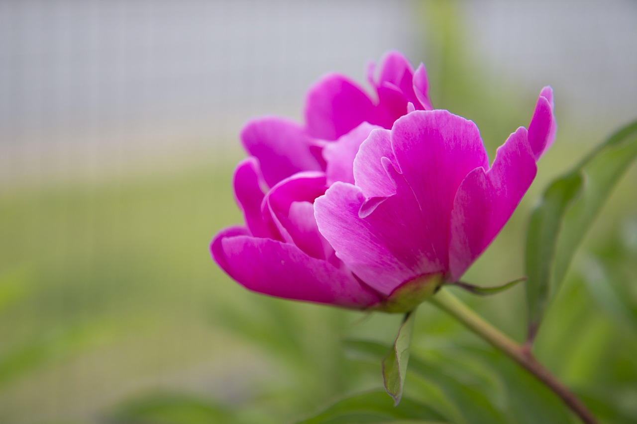 peony  summer  flower free photo