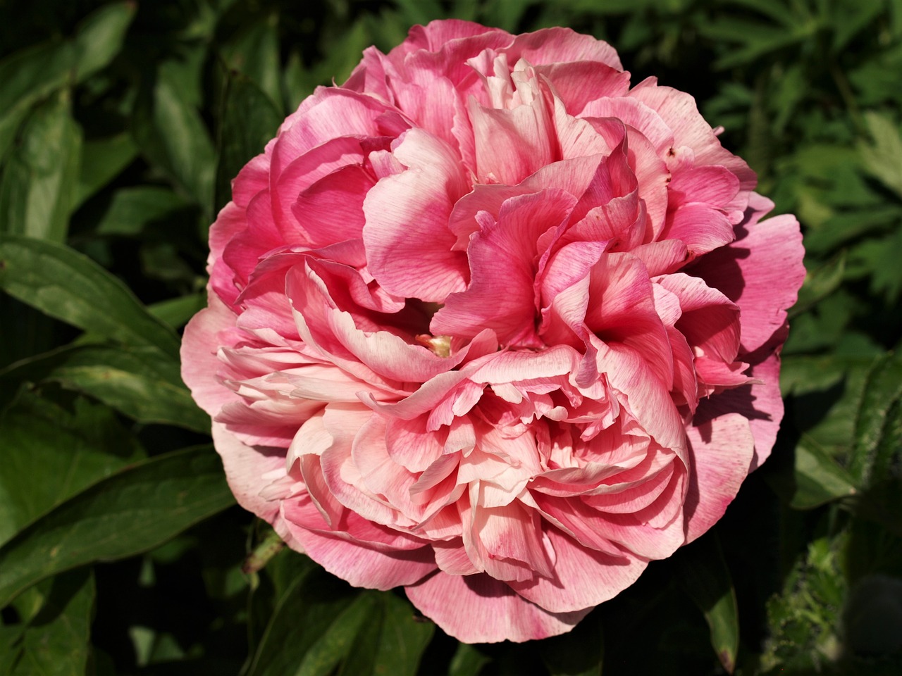 peony  flower  bloom free photo