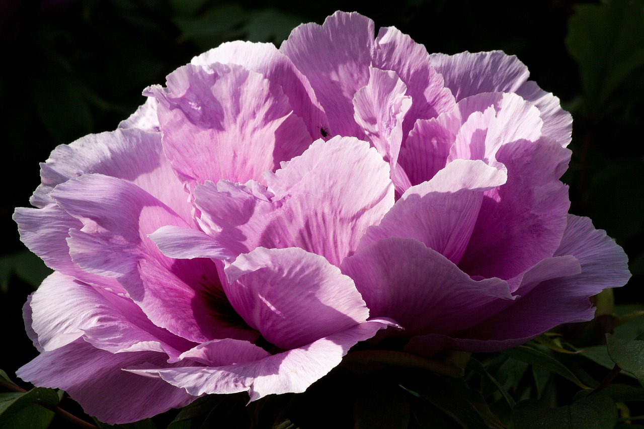 peony flower nature free photo