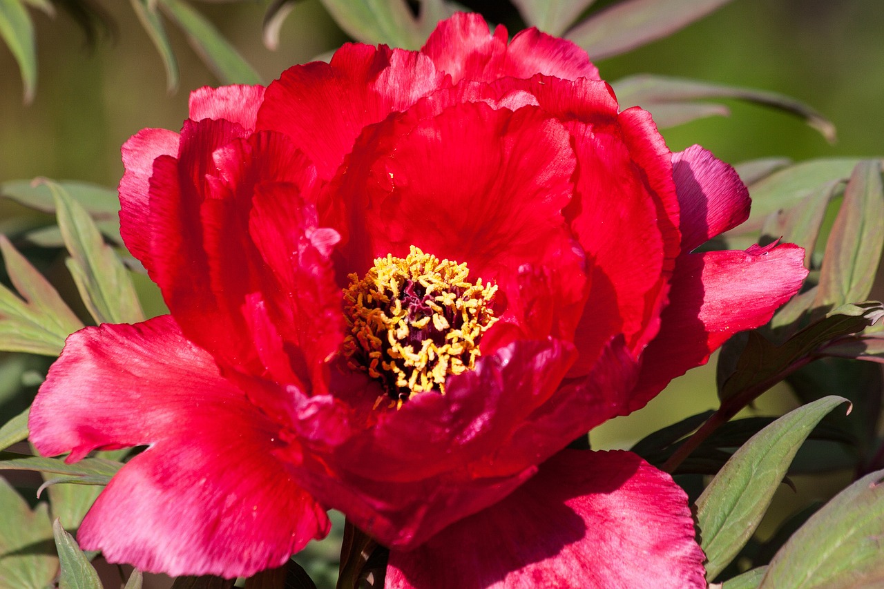 peony flower nature free photo