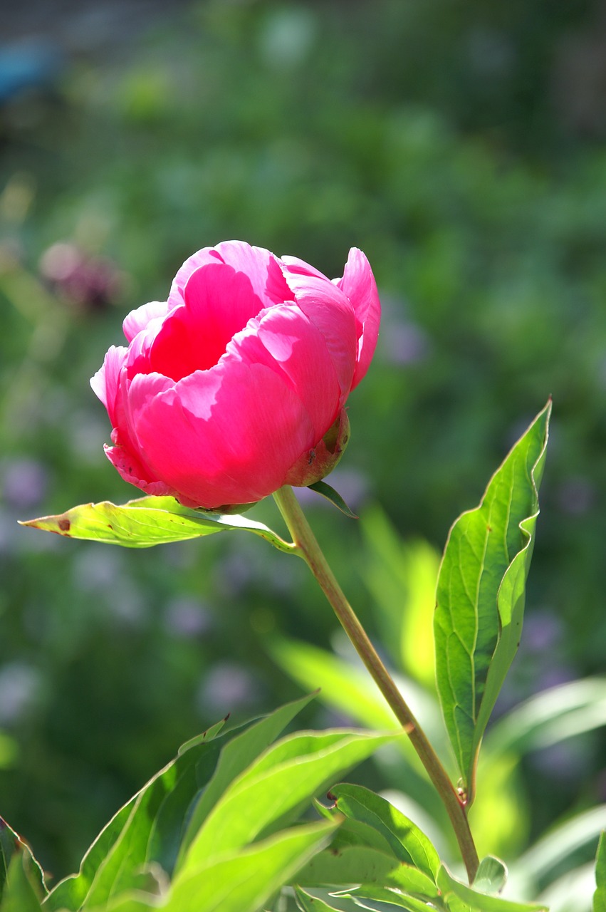 peony  paeonia  pink free photo