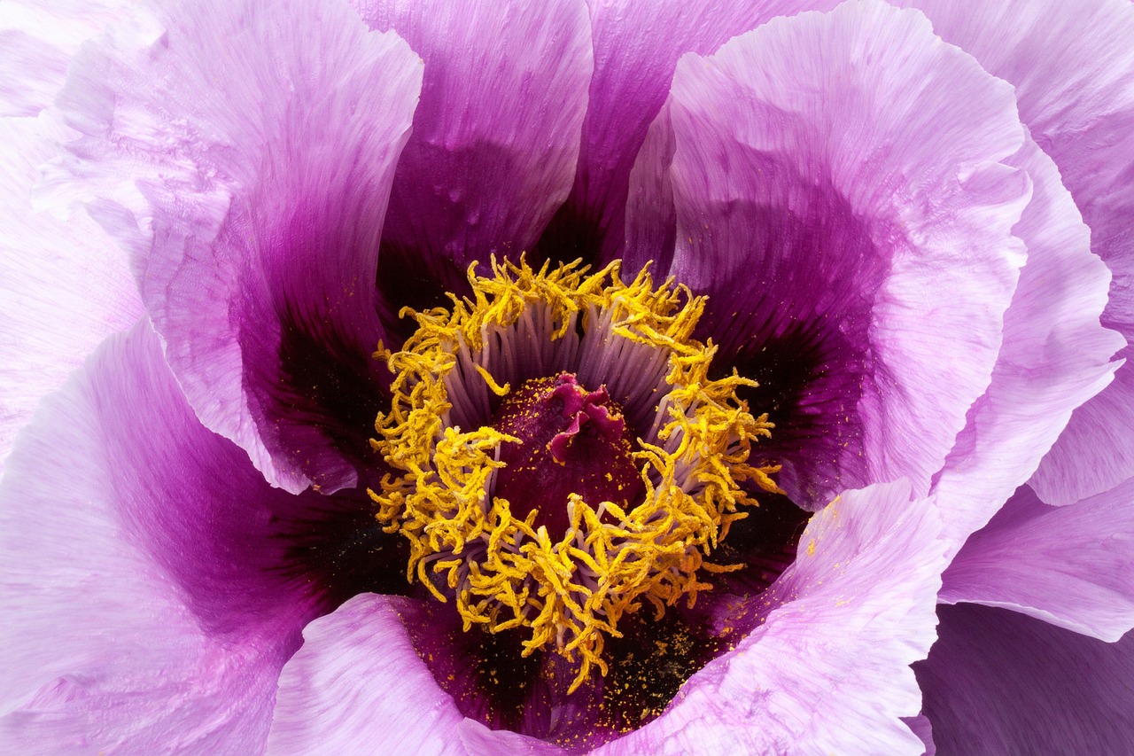 peony flower nature free photo