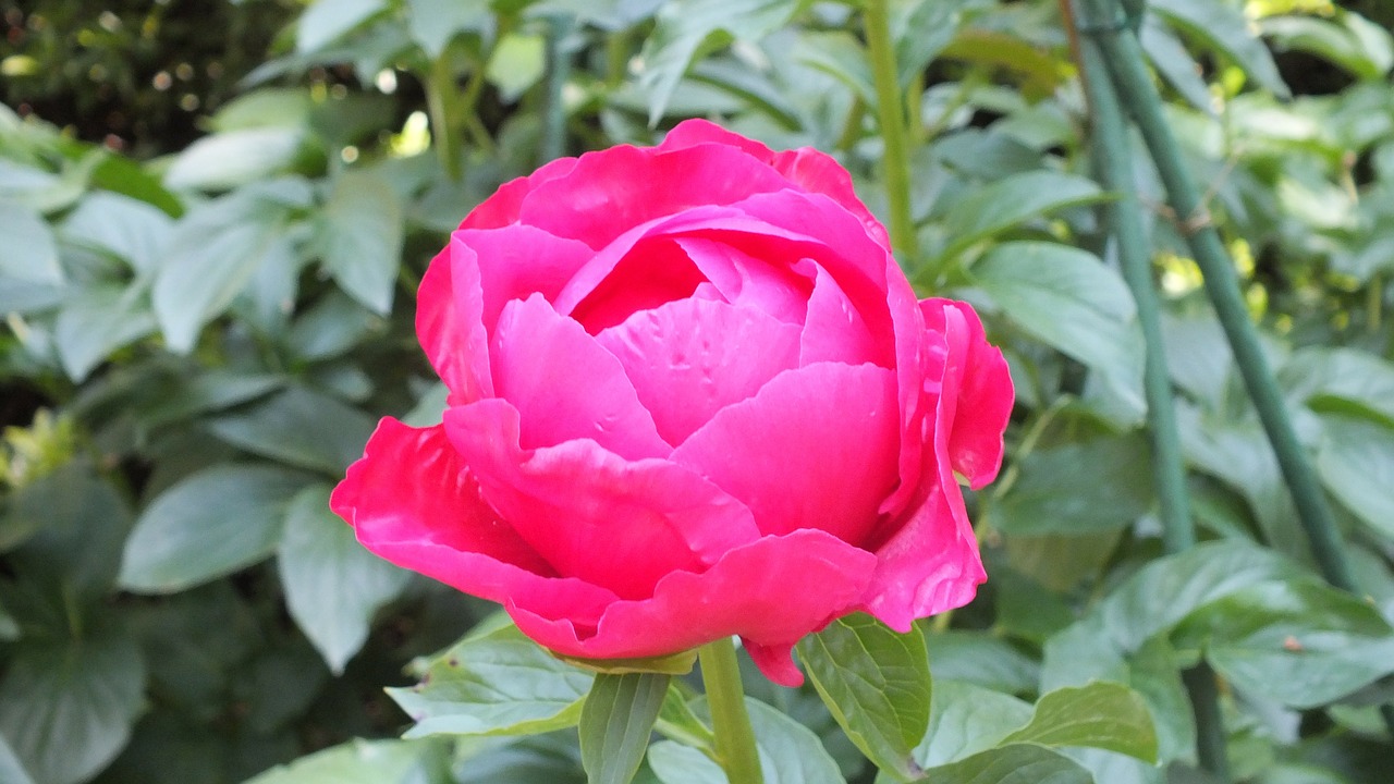 peony pink flowers free photo