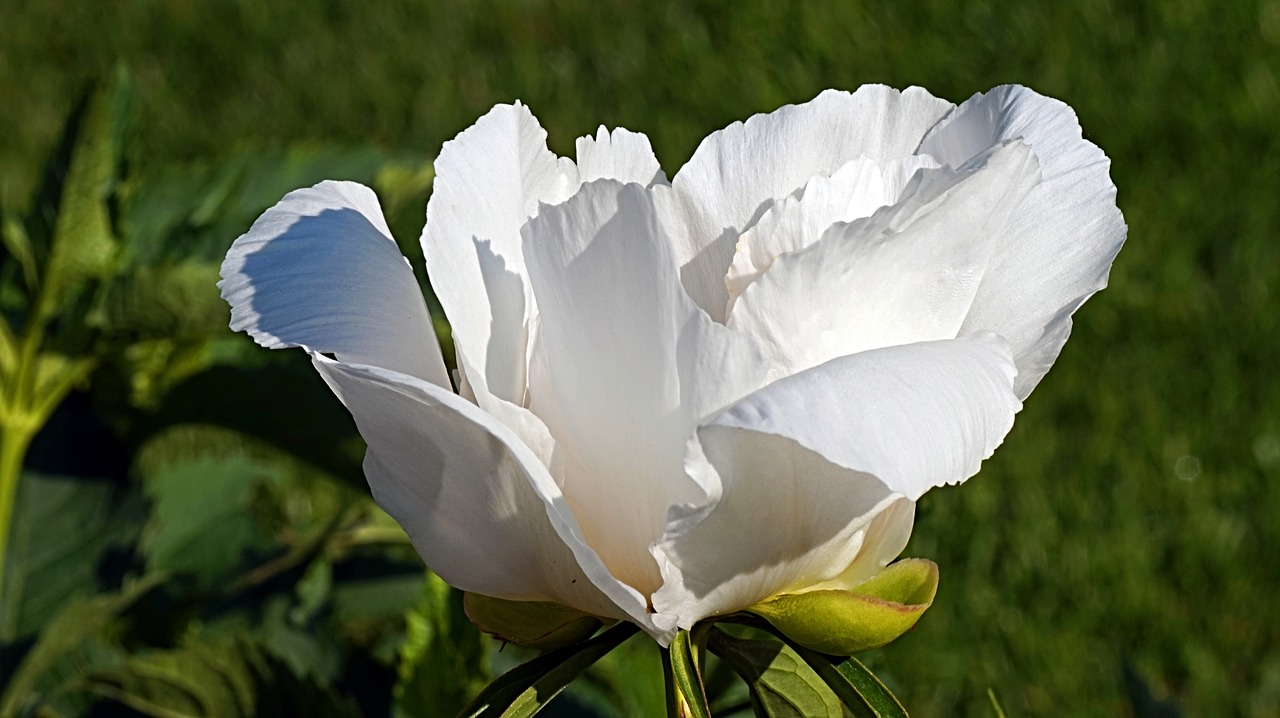 peony  white  blossom free photo