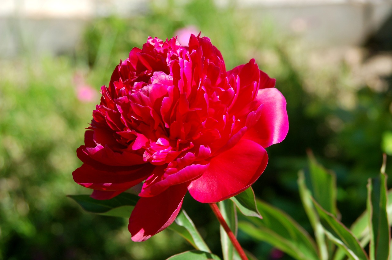 peony  flower  ornamental plants free photo