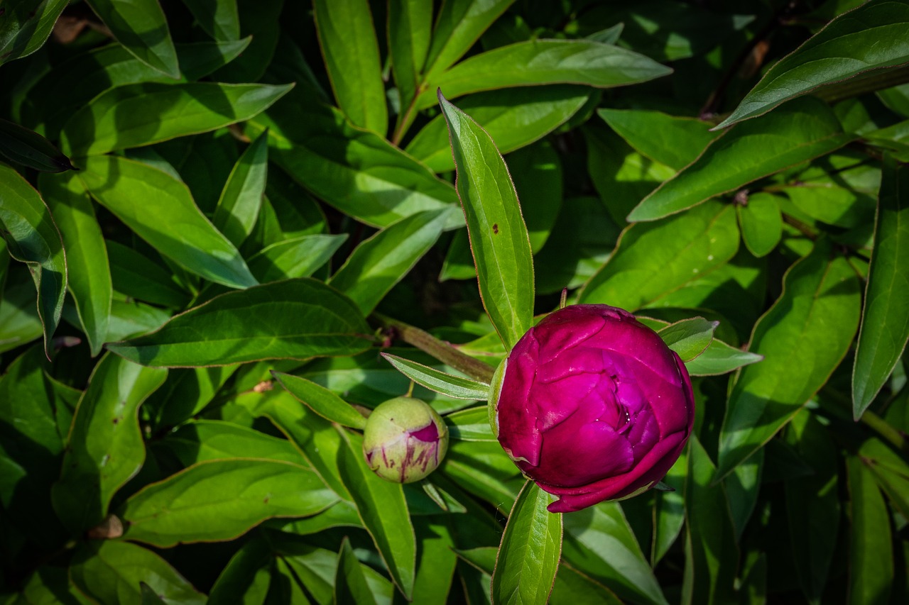 peony  bud  flower free photo