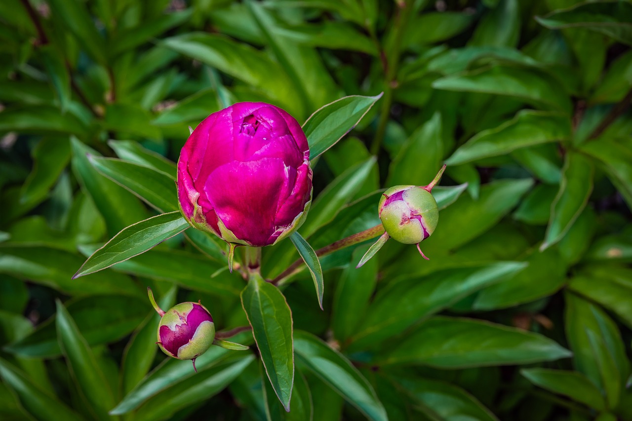 peony  bud  flower free photo