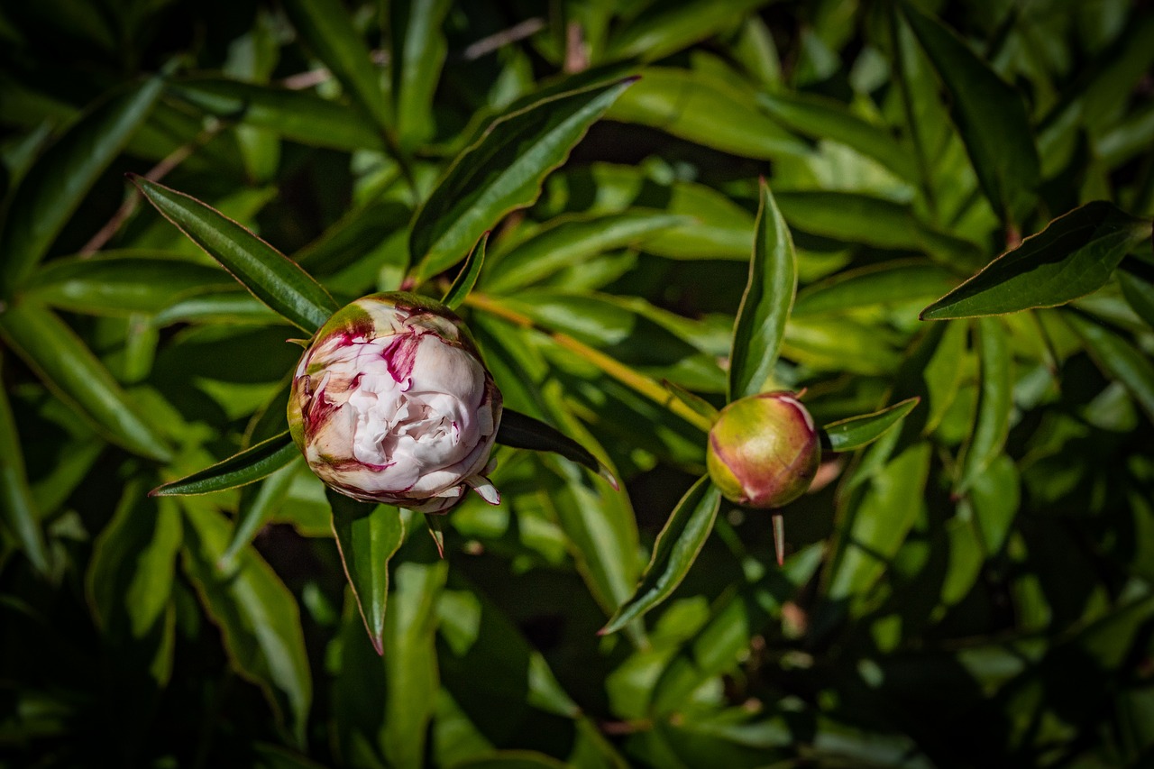 peony  bud  flower free photo