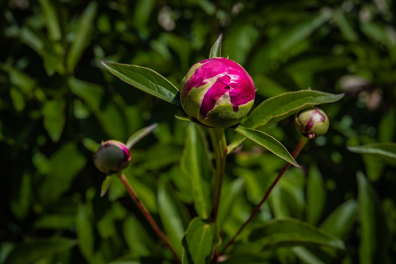 peony  bud  flower free photo