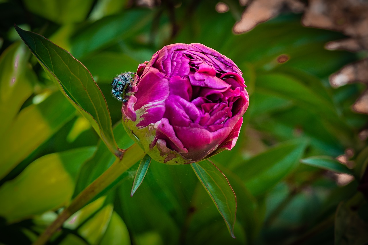 peony  bud  spider free photo