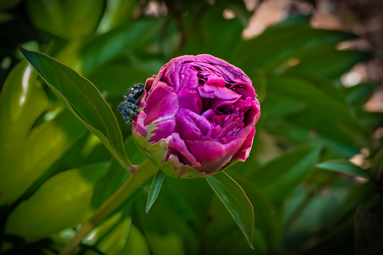 peony  bud  spider free photo