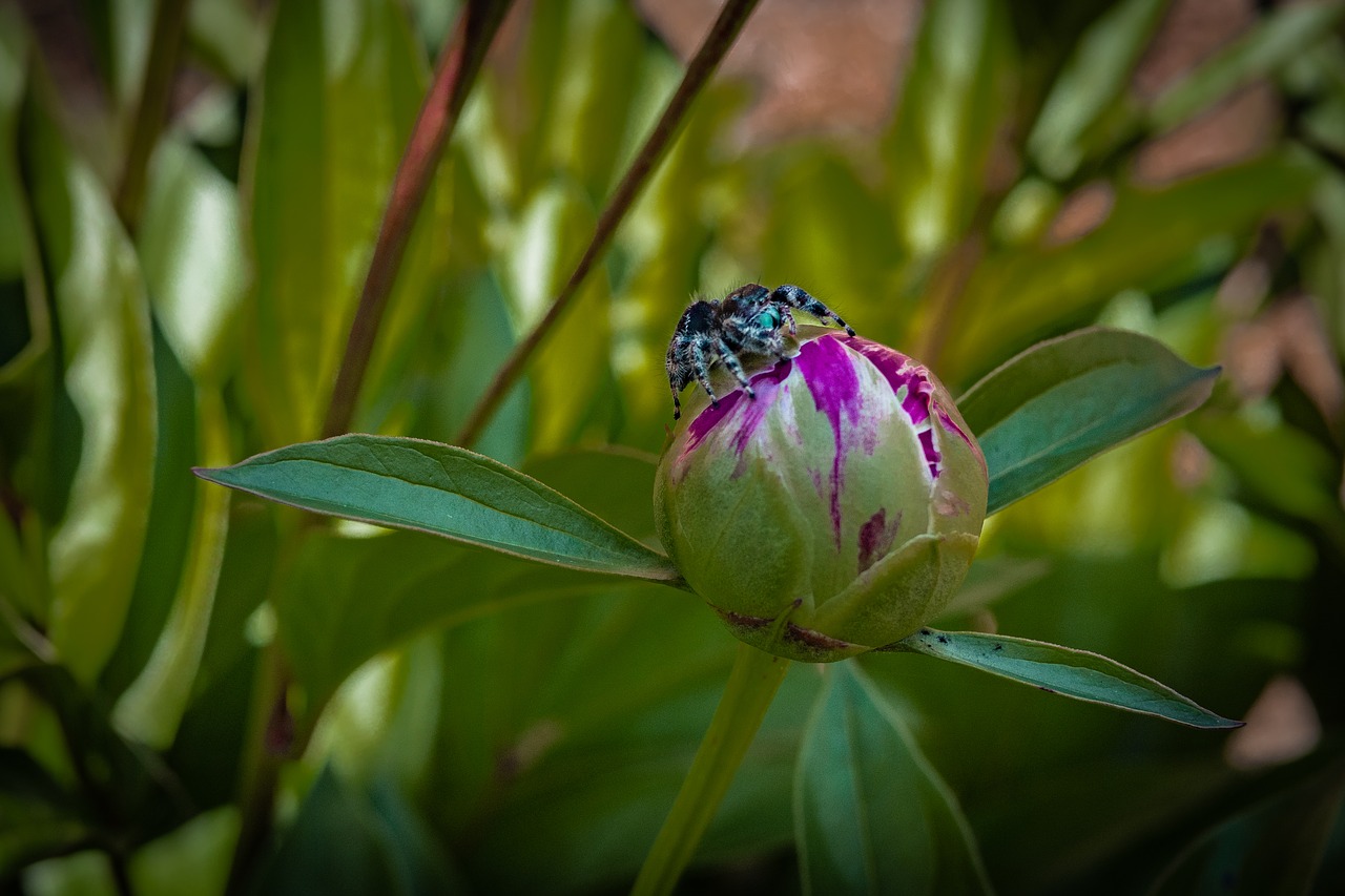 peony  bud  spider free photo