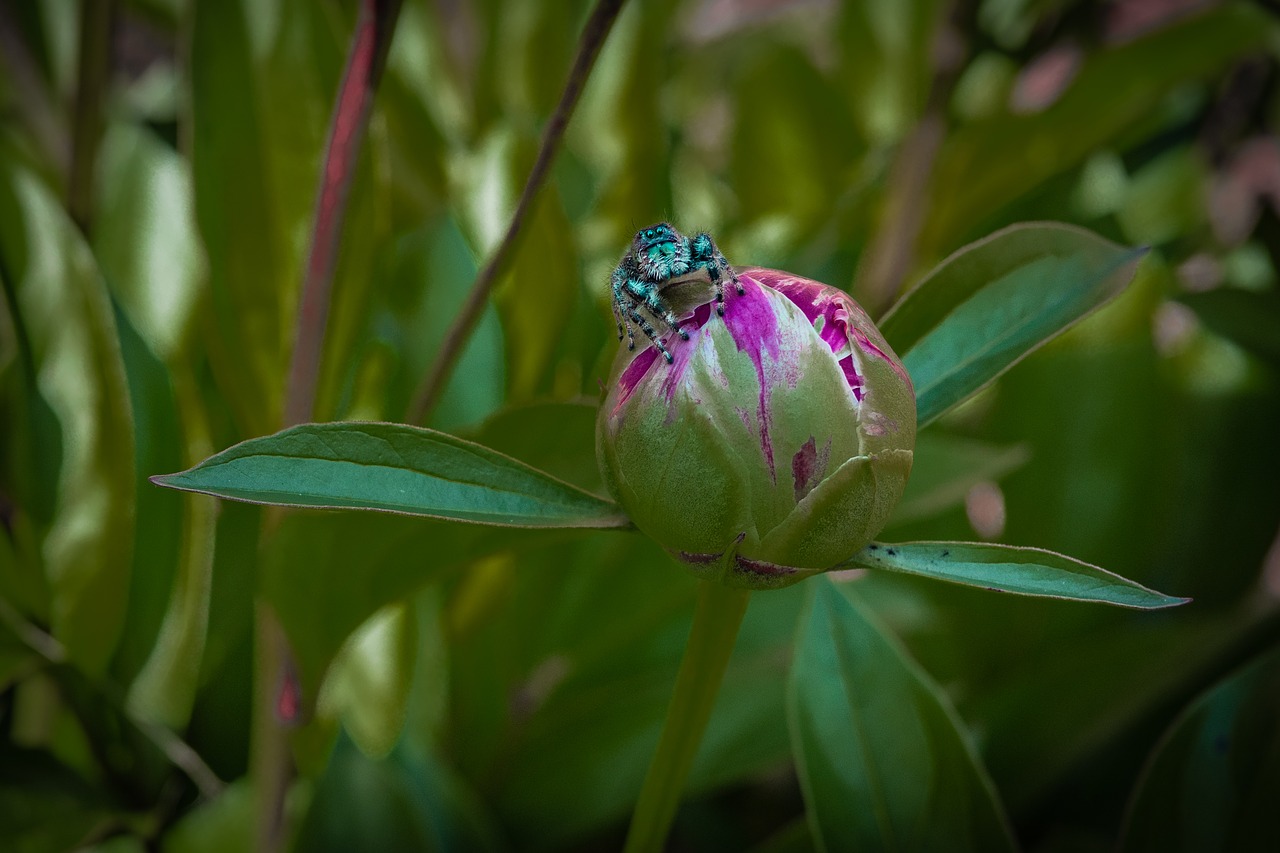 peony  bud  spider free photo