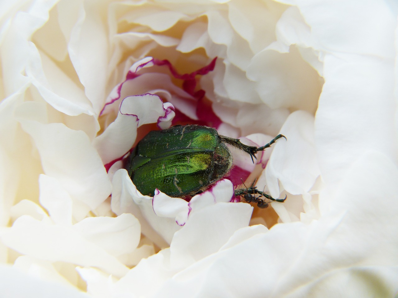 peony  beetle  rose beetle free photo