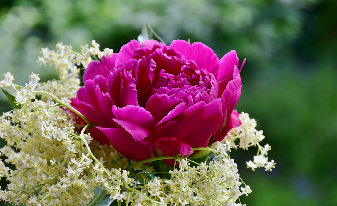 peony  rose  elder free photo