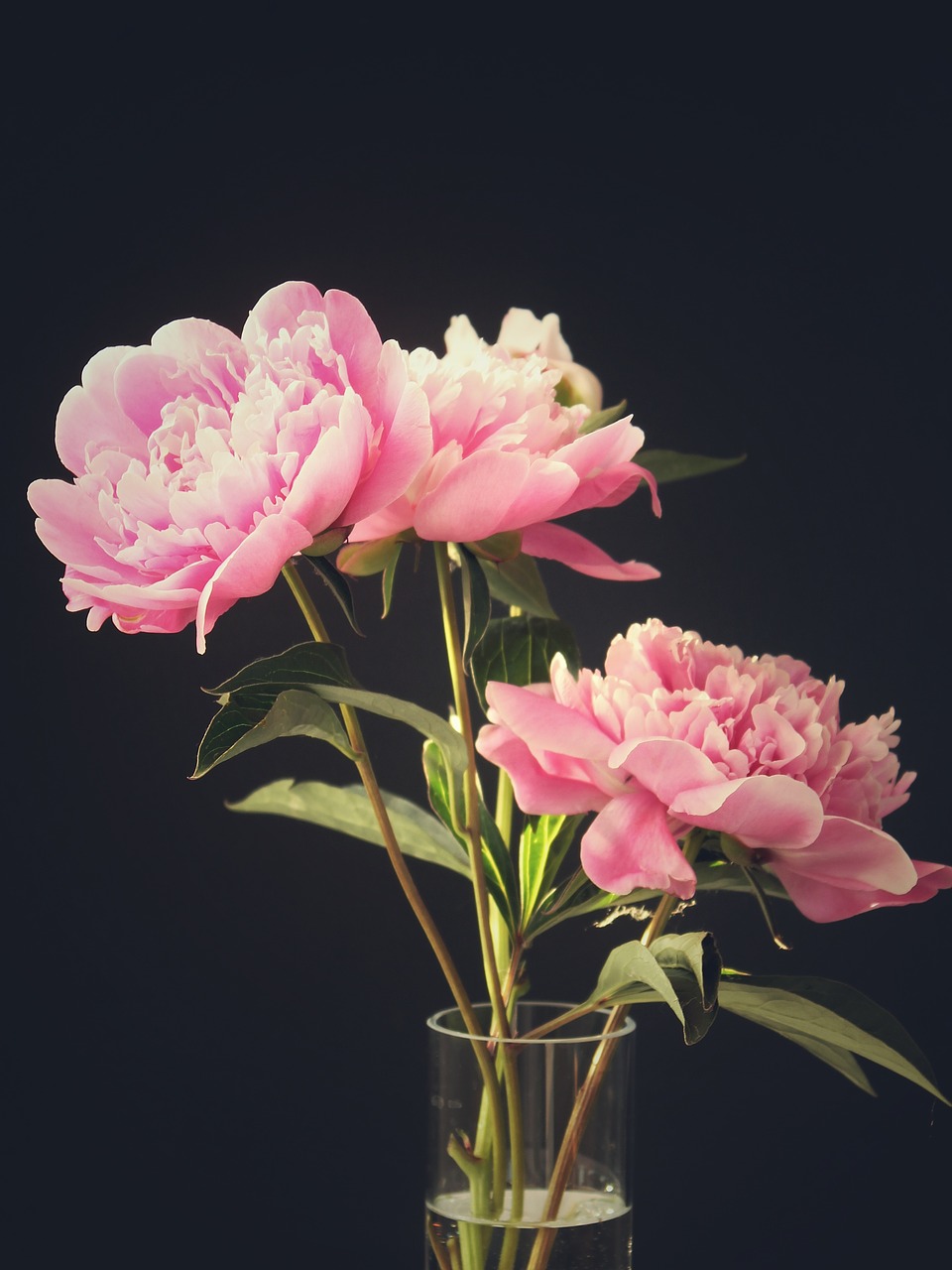Download free photo of Peony, peony bouquet, flowers, black background ...